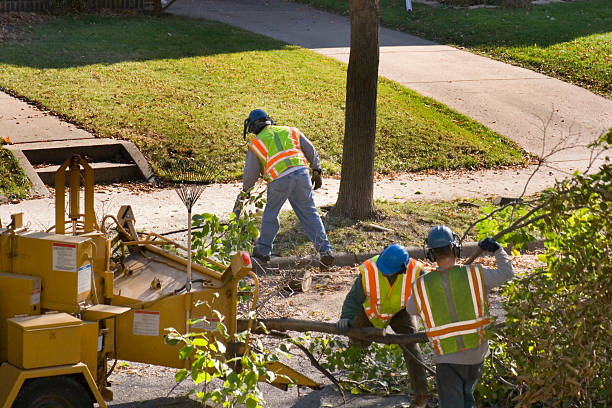 Best Tree Trimming and Pruning  in Damascus, OR