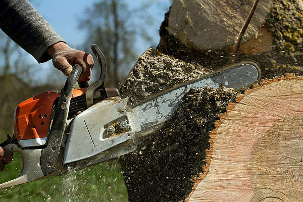 Best Storm Damage Tree Cleanup  in Damascus, OR